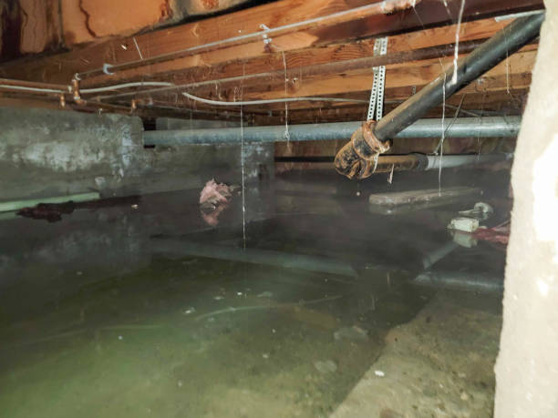 Best Basement water damage restoration  in Stagecoach, NV
